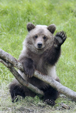 fridaybear:  Hey, it’s Friday.You have an incredible weekend. 