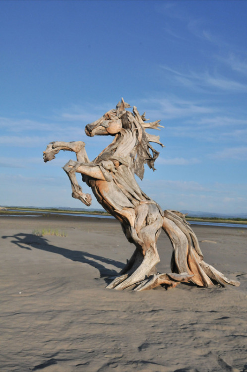 Wood sculpture (The Sea Horse & Driftwood Eagle) by Jeffro Ouitto