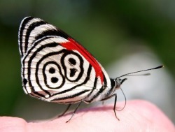 Sweet Sixteen (Anna’s Eighty-Eight, a butterfly found in Central and South America)