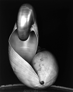 onlyoldphotography:  Edward Weston: Shell, 1927 