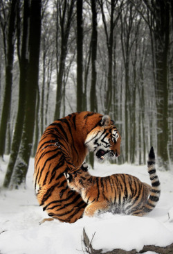 f4con:  eqiunox:  Tiger Mother with cub by Julie L Hoddinott  4