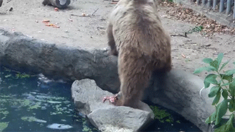 glitterqueen80:damonthomaslee: empatheticvegan:  That awkward moment when I bear shows more humanity than some humans.  The bear literally has no reason to do this other than kindness.  My heart!