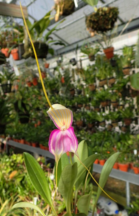 orchid-a-day: Masdevallia antonii March 16, 2020  