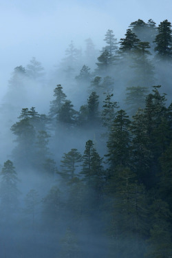 h4ilstorm:  Foggy Redwood Forest (by Takeshi