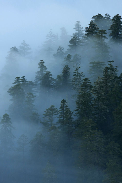 h4ilstorm:  Foggy Redwood Forest (by Takeshi adult photos