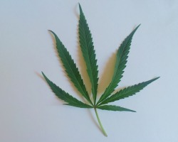 710kitty:  cannabis sativa • cannabis indica 