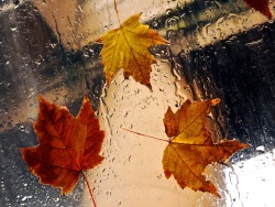 autumn-dreamin:  🍁autumn-dreamin🍁 
