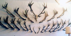 strangebiology:  The first pair of antlers a deer grows are small, and each year they typically get larger. This stag’s fallen antlers were collected each year and mounted on a wall, and at the end of his life his head was mounted as well. 