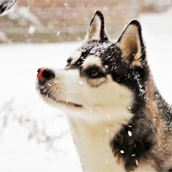 ghoulisheriarty:  doctaaaaaaaaaaaaaaaaaaaaaaa:HUSKY PLAYING IN THE SNOW (⊙‿⊙✿)@sinnermoriarty