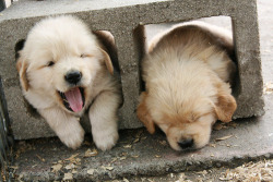 puppies!  @weheartit.com http://whrt.it/12m14Q3