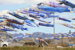 fotojournalismus:  Some 370 blue-coloured carp streamers fly at the tsunami-devastated city of Higashimatsushima, Miyagi prefecture on May 3, 2013. People hoist the blue-coloured carp streamers, symbol of child carp streamer, to mourn children who died
