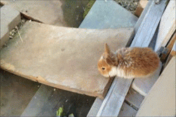 emae:2 week old bunny’s first day outside and he discovers the slide 