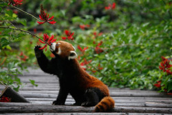 vondell-txt:  the red panda is an unbelievable animal i cannot believe it graces our world  omg red panduhs! &lt;3