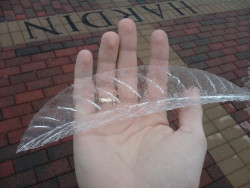 avocavo:  stunningpicture:  Pulled a layer of ice off a leaf  i thought u found a fairy wing omg 