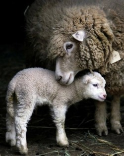 I love ewe, Mom