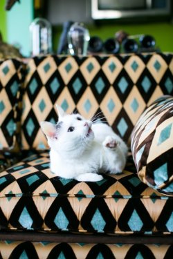 apartmenttherapy:5 of the Hottest New Decorating Trends According to Cats:  http://on.apttherapy.com/fqmpmS