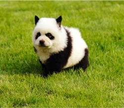 New Post has been published on http://bonafidepanda.com/panda-dogs-sooo-cute/ PANDA DOGS!! Sooo cute! As if panda bears aren’t cute enough, now here’s a new, big, and booming craze happening in China these days: Panda Dogs! Calm yourselves, this is