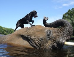 phototoartguy:  Just point your trunk to where you threw my ball… Charming pictures of orphaned elephant playing catch with a labrador. Bubbles, a 32 year old African elephant, plays in the river with his best friend Bella a 3 year old labrador in Myrtle