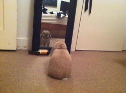 animal-factbook:  bunnies are actually very self conscious of their appearance. next time you see a bunny make sure to tell it how cute it is