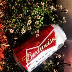 thegreyowl:  Just Another Sunny Day In Suburbia #Budweiser #beer #can #nature #plants #sun #suburbs
