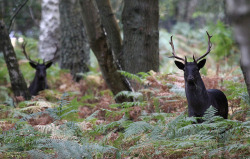 Celtic-Forest-Faerie:  {Two Black Stags} By {Kip Loades}  Black Stags (Also Known