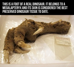 authorspalace:shockabsorbant:nossidami:This is a real dinosaur foot.   It still amazes me that these things were REAL and that we’re finding things like this. Skeletons are one thing but this foot is freaking wild.   dat face though  WHAT!? Is this
