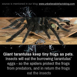 unbelievable-facts:  Giant tarantulas keep tiny frogs as pets. Insects will eat the burrowing tarantulas’ eggs - so the spiders protect the frogs from predators, and in return the frogs eat the insects