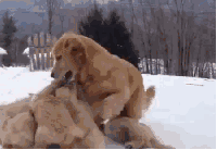 liquidswordz:   Seven week old puppies playing with mommy.   dags