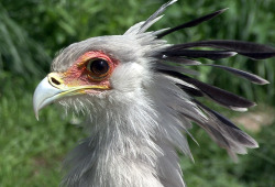 When will it become legal to marry secretary birds I&rsquo;m just too smitten to live ;_____;