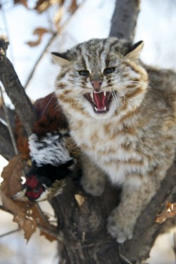 Far Eastern (Amur forest cat) by Valeriy