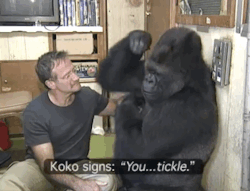sk-interest:  eightails:  petitestruensee:  Robin Williams bonding with Koko, the gorilla, to quell your sads.   makes me so happy and sad  I cant not have this on my blog 