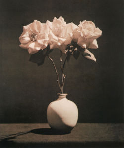 fragrantblossoms:  		 		 			Robert Mapplethorpe, Pink Roses, 1983. 