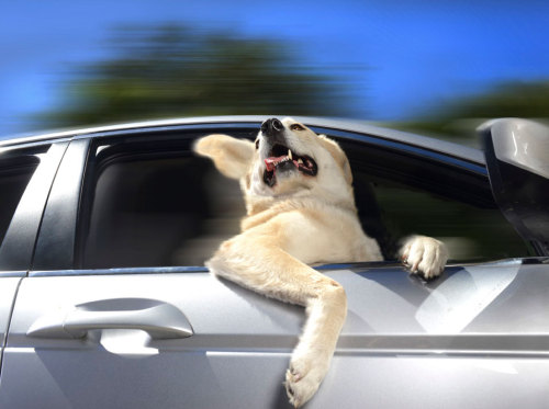 XXX kaihire:  thefrogman:  Dogs in Cars [website] photo