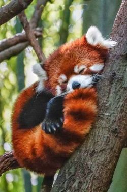super-emily-posts:  furthereducationforwomen:  lethal-corruption:wildlife-experience:Red Pandas Time!!!Pabu! :3  Not porn - but RED PANDAS!!!!!Seriously, my absolute favourite at the zoo (I love zoos and animals in general) especially when they lie with