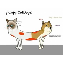 9gag:  Grumpy CatDoge 