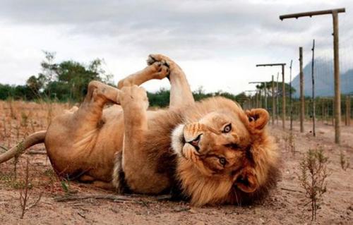 Sex pleatedjeans:  30 Big Cats Caught Being Adorable pictures