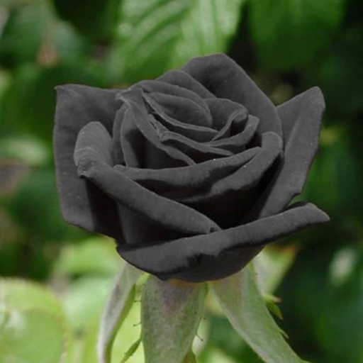 black-rose-99: