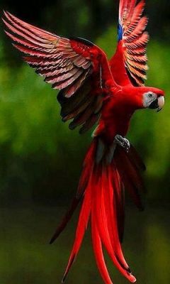 lolcuteanimals:  Beautiful Scarlet Macaw
