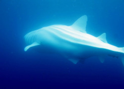 trynottodrown:  A majestic rare albino whale shark graces the ocean Sometimes, Nature puts on a show that leaves Man awestruck. And these spectacular displays by two denizens of the deep left all who saw them beguiled by their grace and beauty. Divers