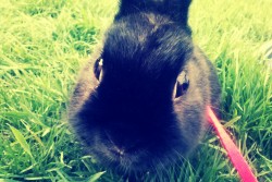 Meet my bunny Loki :3
