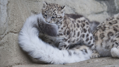 bifurpawz:  catsbeaversandducks:  Snow Leopards And Their Giant Nommable Tails “BEHOLD, DOGS! We have achieved that which you cannot!” Via catfuse zum  AAAWWWW 