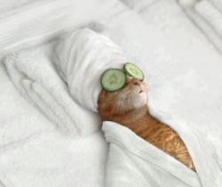 animal-factbook:  In order to fully recharge their HHP (Human Harassing Potential), many cats treat themselves to long days at the spa courtesy of their owner’s credit cards.