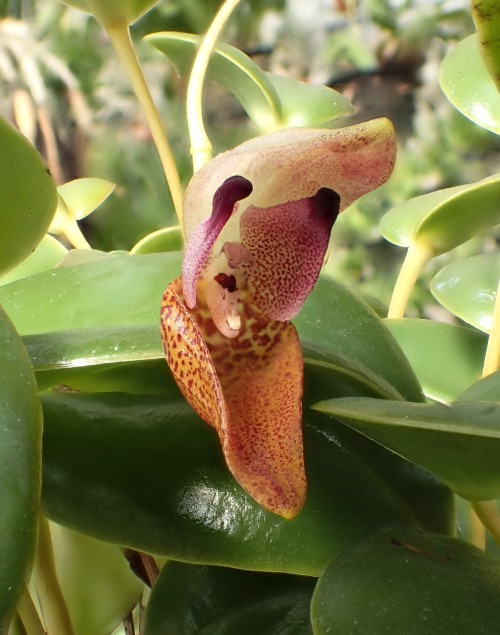 orchid-a-day:  Pleurothallis caprinaSyn.: Ancipitia caprinaMarch 1, 2020 