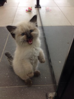 catsbeaversandducks:  Via sarah-scales:  We have one kitten left at work and he does not like to be ignored! He demands you pay attention to his cute!  