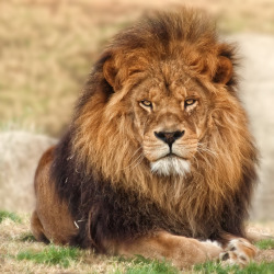 Bendhur    llbwwb:  Lion by Gerardo Soria