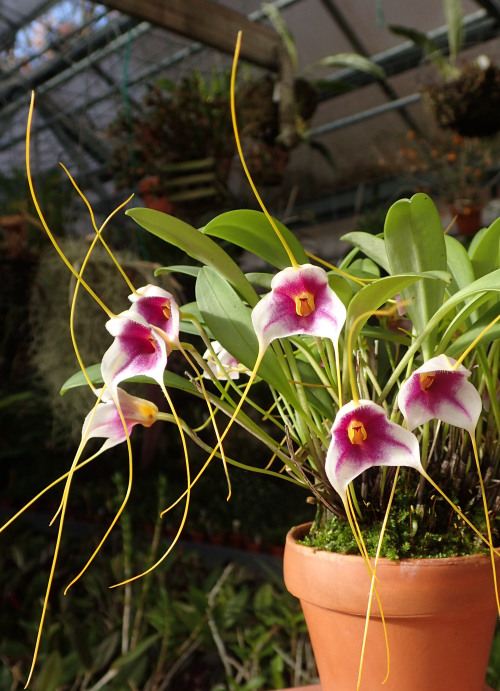 orchid-a-day:  Masdevallia exquisitaNovember 21, 2019 