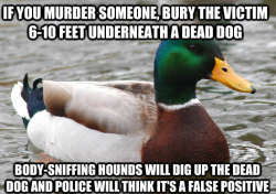 whosuperlockedyou:  tumbledore-:  the-wolfbats:  HOW DO YOU KNOW THIS  I’m more concerned with the fact that I’m taking murdering advice from a duck.  jj 