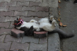 chingizhobbes:  my friends found this sleeping cat in istanbul and dressed her up.