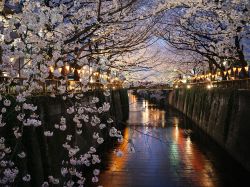citylandscapes:  Cherry Blossoms in Tokyo