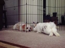 nuggetbuns:  Rolly wants to play but I’m not sure I want to be friends with him yet.